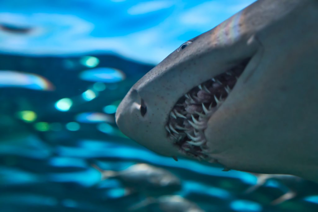 shark teeth